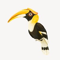 Hornbill bird collage element, cute animal illustration psd