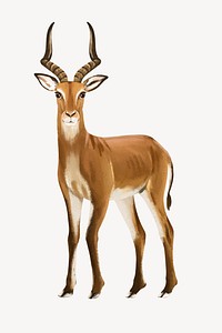 Impala collage element, cute animal illustration