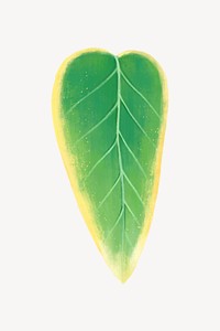 Colorful leaf collage element, botanical illustration