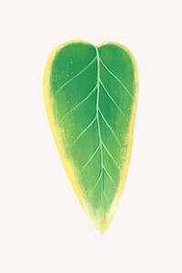 Colorful leaf collage element, botanical illustration psd