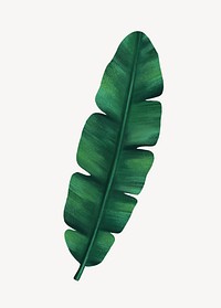 Banana leaf collage element, botanical illustration psd