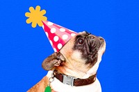 French Bulldog wearing party hat, festive design psd