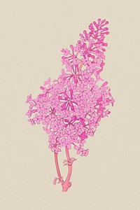 Pink lilac clipart psd, remixed by rawpixel