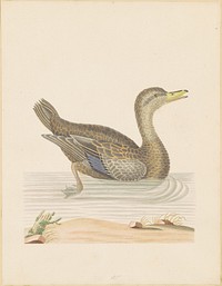 Roan Duck (c. 1790) by John Abbot.  