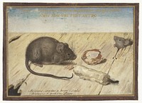 Two Mice (1594) painting in high resolution painting in high resolution by Joris Hoefnagel. 