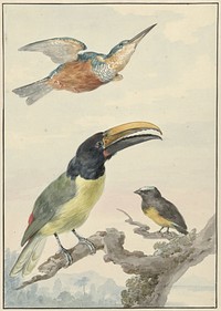 Drie vogels: een IJsvogel, een Prins von Wied's Toekan en een Organist (ca. 1720–1792) painting in high resolution by Aert Schouman.  