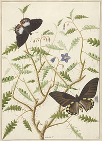 Two Exotic Butterflies on a Blooming Bush (1774–1842) painting in high resolution by Hermanus de Wit.  