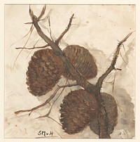 Sparappels aan een tak (1844-1909) drawing in high resolution by Sientje Mesdag van Houten.   