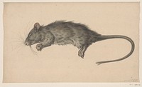 Dode rat (1795) drawing in high resolution by Jean Bernard.  