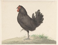 Staande zwarte kip (1775&ndash;1833) drawing in high resolution by Jean Bernard.  