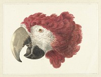 Head of a Macaw (1725–1792) painting in high resolution by Aert Schouman. 