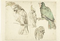 Four Studies of Cockatoos (ca. 1650–ca. 1719) painting in high resolution by Jan Weenix.  