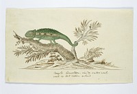 Bradypodion pumilum (Cape dwarf chameleon) (1777–1786) painting in high resolution by Robert Jacob Gordon.  