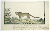 Acinonyx jubatus (Cheetah) (1777–1786) painting in high resolution by Robert Jacob Gordon.  