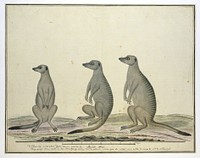 Suricata suricatta (Meerkats) (1773–1780) painting in high resolution by Robert Jacob Gordon.  