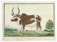 Bos taurus: Namaqua Ox or “nomgo” (1778) painting in high resolution by Robert Jacob Gordon.  