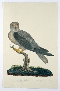 Elanus caeruleus (Black-winged kite) (1777–1786) painting in high resolution by Robert Jacob Gordon.  