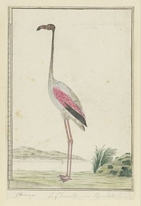 Phoenicopterus ruber roseus (Greater flamingo) (1777–1786) painting in high resolution by Robert Jacob Gordon.  