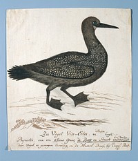 Phalacrocorax capensis (Cape cormorant) (1777–1786) painting in high resolution by Robert Jacob Gordon.  