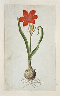 Cyrtanthus elatus (Jacq.) Traub (Flowering valotta; Fire lily; George lily) (1777–1786) painting in high resolution by Robert Jacob Gordon.  