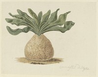 Boophone haemanthoides F.M. Leighton (Hottentots poison-bulb, or giftbol) (1777–1786) painting in high resolution by Robert Jacob Gordon.  