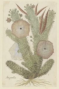 Hoodia gordonii (Bushman’s hat) (1777–1786) painting in high resolution by Robert Jacob Gordon.  