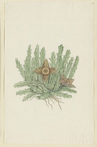 Huernia namaquensis Pillans. (Namaqua carrion-flower) (1777–1786) painting in high resolution by Robert Jacob Gordon.  