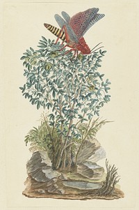 Dictyophorus spumans (Koppie foam grasshopper) perhched on a Zygophyllum sp. (Caper bean) (1777–1786) painting in high resolution by Robert Jacob Gordon.  