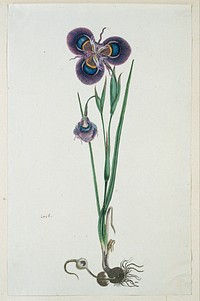 Moraea villosa Ker-Gawl. (Cape tulip) (1777–1786) painting in high resolution by Robert Jacob Gordon.  