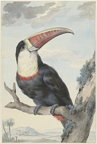 Red-billed Toucan (1748) painting in high resolution by Aert Schouman. 