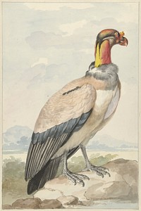 Koningsgier (Sarcoramphus papa) (1758) painting in high resolution by Aert Schouman. 