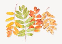 Autumn leaves collage element psd