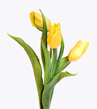 Yellow tulips isolated on off white design 