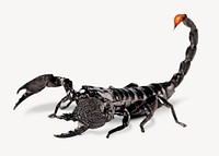 Scorpion  collage element psd
