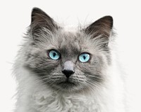 Ragdoll cat, animal collage element psd