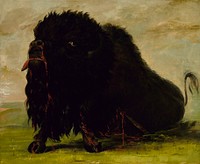 Dying Buffalo, Shot with an Arrow (1832–1833) painting in high resolution by George Catlin.  