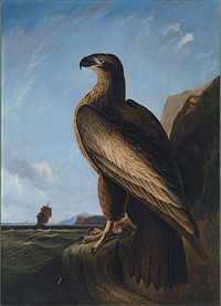 Washington Sea Eagle (ca. 1836–1839) painting in high resolution by John James Audubon.  