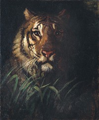 Tiger's Head painting in high resolution by Abbott Handerson Thayer (1849–1921).  