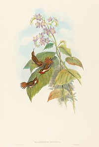 Selashorus scintilla (Scintillant Hummingbird) print in high resolution by John Gould (1804–1881) and Henry Constantine Richter (1821-1902).  