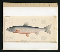 RU 007191, Box 2, Folder 3; Plate number 20 from George Suckley's Report on Salmonidae collected on the Northwest Boundary Survey of 1857, 1861. This plate depicts a Salmo oquassa.