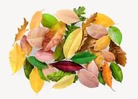 Autumn leaves collage element, isolated image psd