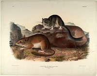 Neotoma Drummondii (1845- 1848) illustrated by John James Audubon (1785-1851). Original from the Smithsonian National Museum of American History.