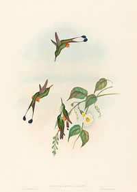 Spathura rufocaligata (Red-booted Racket-Tail) print in high resolution by John Gould (1804–1881) and Henry Constantine Richter (1821-1902).  