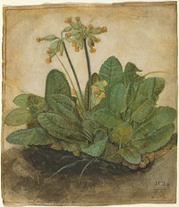 Tuft of Cowslips (1526) by Albrecht Dürer.  