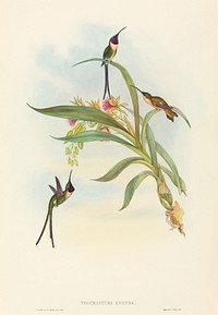 Tharmastura enicura (Slender Shear-Tail) print in high resolution by John Gould (1804–1881) and Henry Constantine Richter (1821-1902).  