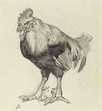 The Old Cock by Félix Bracquemond (1833–1914)  