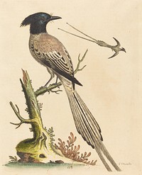 The Black and White Crested Bird of Paradise (1743) print in high resolution by George Edwards.  