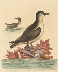 The Guillemot and the Puffin of the Isle of Man (1762) print in high resolution by George Edwards.  