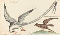 The Tropic Bird (Phaeton aethereus), (1743–1762) print in high resolution by Mark Catesby. Original from the National Gallery of Art.