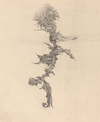 Thistle (1890s) drawing in high resolution by Karel Vitezslav Masek.